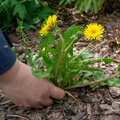 Tips: onkruid ecologisch bestrijden