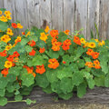 Oost-Indische kers of Tropaeolum majus