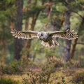 Op vogeltrektocht door het herfstbos