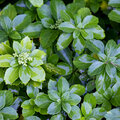 Pachysandra als bodembedekker