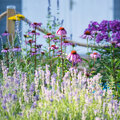 Hittebestendige planten