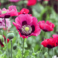 Papaver somniferum