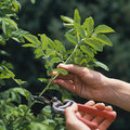 Planten vermeerderen door zelf te stekken