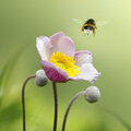 Wat kunnen we doen voor hommels in de tuin