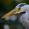 Reigers verjagen