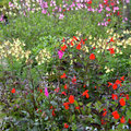 Een zomer lang genieten van Salvia