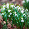 Sneeuwklokjes - Galanthus nivalis en andere soorten