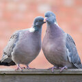 Soorten duiven in de tuin