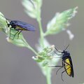 Springstaartjes en rouwvliegen bij kamerplanten