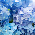 Hydrangea - hortensia