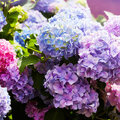 Hydrangea of hortensia snoeien