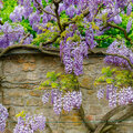 Wisteria of blauwe regen