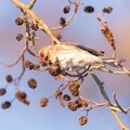 Top 10 vogelvriendelijke planten