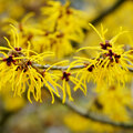 Winterbloeiende struik: Hamamelis of toverhazelaar