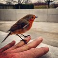 Tuinleven in februari