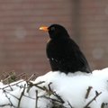 Tuinleven in januari