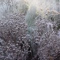 Zijn jouw vaste planten klaar voor de winter?