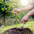 Wanneer en hoe planten of verplanten