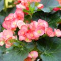 Verzorging begonia's