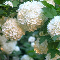 Verschillende soorten Viburnum - sneeuwbal