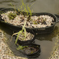 Vijvermandjes beplanten