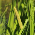 Acorus calamus: een waterzuiverende vijverplant