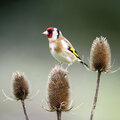 Vogels herkennen: groenling, distelvink en sijs