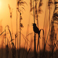 Waarom vogels niet fluiten in het najaar