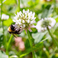 Wilde bloemen tellen in het gras