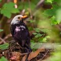 Zeldzame kleurafwijkingen in de natuur