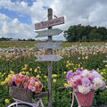 Zinderende zomertuin vol bloemen