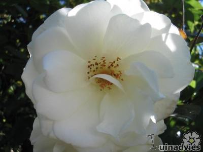 Witte rozen