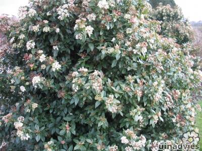 Viburnum tinus