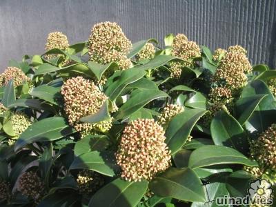 Skimmia