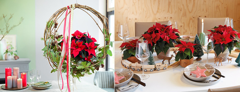 poinsettia kerstster