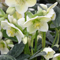 helleborus in de winter