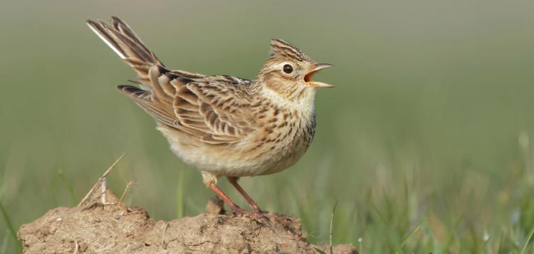 de veldleeuwerik (Alauda arvensis)