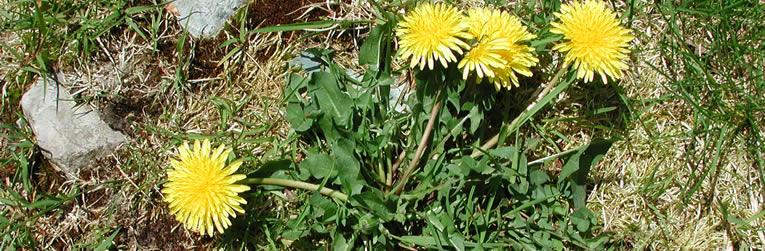 Bladeren van de Paardenbloem (Taraxacum offininale)