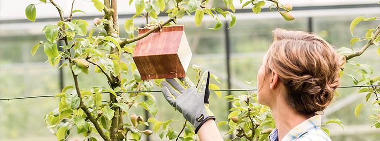 Moestuin beschermen tegen ongewenste gasten