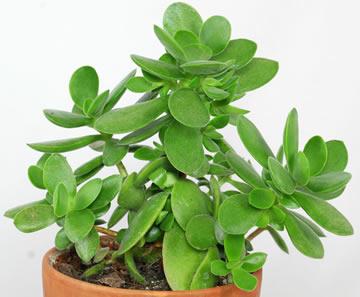 Crassula of jadeplant of geldboom