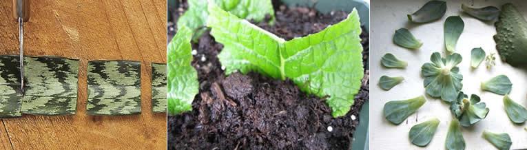 Planten vermeerderen door stekken