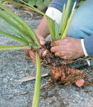 planten vermeerderen met wortelstekken