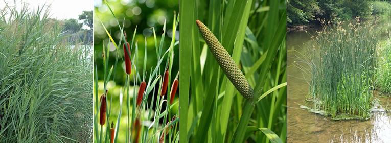 soorten planten voor de helofytenfilter