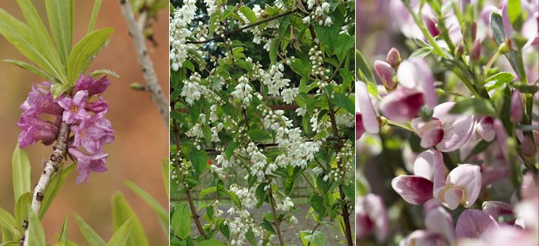 Peperboompje - Bruidsbloem - Brem