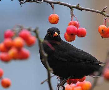 Malus ‘red sentinel’ voor merels