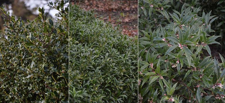 Ilex aquifolium, Sarcococca hookeriana, Sarcococca hookeriana var. digyna