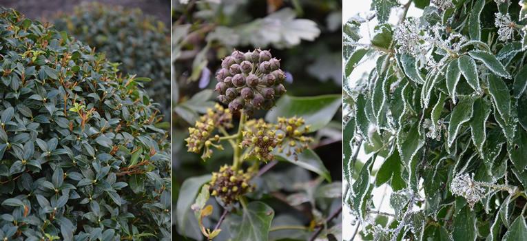 Osmanthus x burkwoodii, Hedera helix Arborescens, Hedera onder een laagje ijze