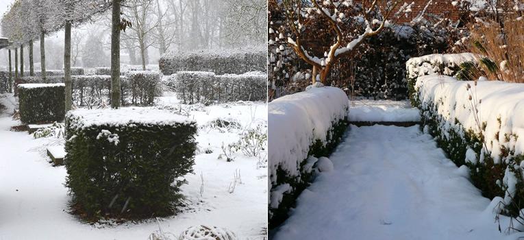 Groenblijvende hagen in de tuin