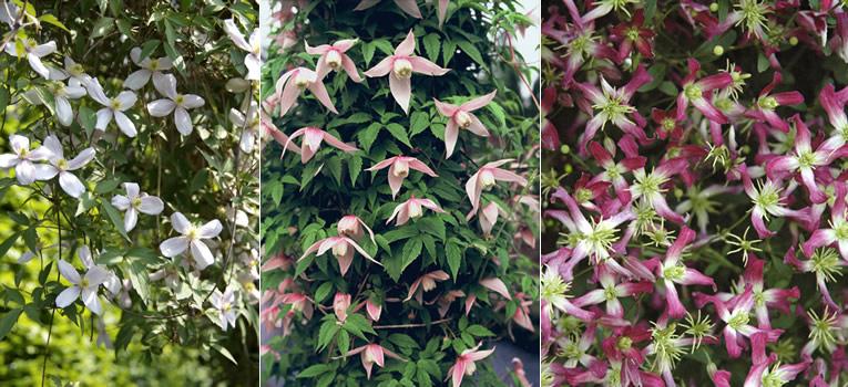 Clematis montana, Clematis 'Willy' (alpina), Clematis × triternata 'Rubromarginata'