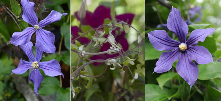 Van links naar rechts: Clematis 'Blue Pirouette', Clematis ‘Rouge Cardinal’, Clematis alpina